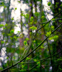 Young Spring Leaves.  Nature Spring and Summer background.