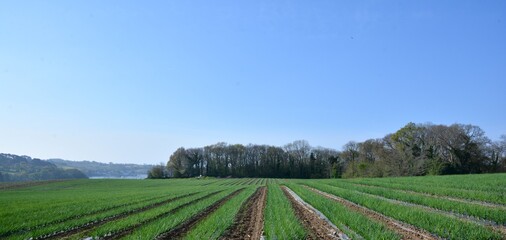 Field of shallots in Brittany. France