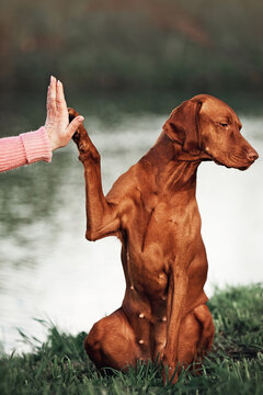 Hungarian Vizsla dog runs on a green meadow