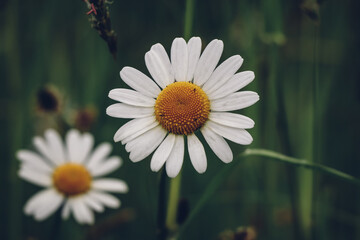 Fairy flower of Leucanthemum vulgare with white petals and yellow pollen craving for a bug in tall grass. A piece of Mother Nature's art in the spring months. Oxeye daisy, dog daisy
