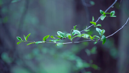 Young Spring Leaves.  Nature Spring and Summer background.