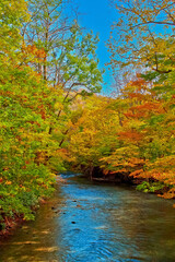 綺麗な川と美しい紅葉