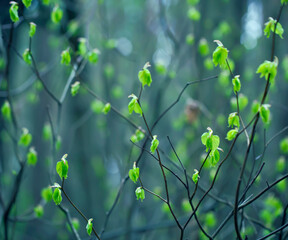 Young Spring Leaves.  Nature Spring and Summer background.