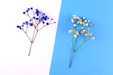 White and blue gypsophila flowers on white and blue background