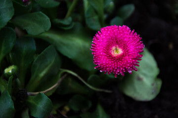 pink  flower