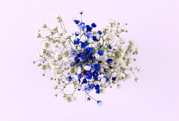 Blue and white gypsophila flowers