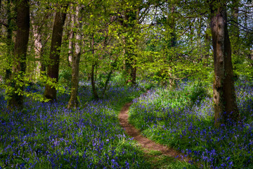 bluebell wood cornwall England uk spring wild flowers 