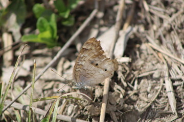 Brown butterfly 