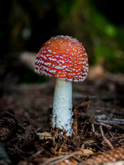 amanita muscaria fly mushroom