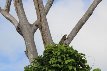 Lizard on the Tree