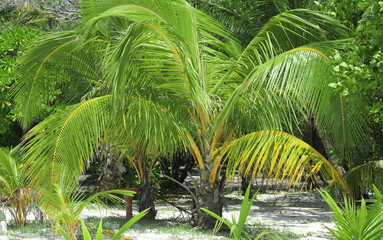 green palm trees on a tropical island in the Indian Ocean