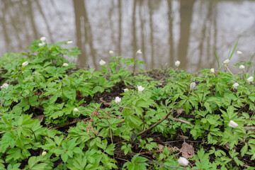 Snowdrops have small white flowers. Natural natural background. Spring has come concept