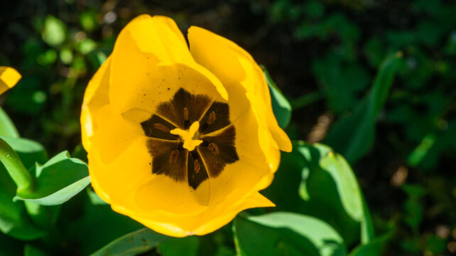 interior view of yellow tulip. tulip pollen and veins. natural background