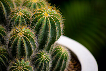 cactus close up