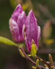 Magnolia blooms in the falling rain, taken in Toronto's Beaches neighbourhood.
