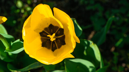 interior view of yellow tulip. tulip pollen and veins. natural background