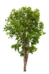 Obraz premium Tree isolate on white background