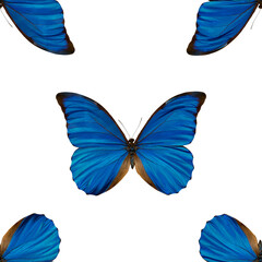 Seamless pattern of blue butterflies. Natural background of beautiful insects.