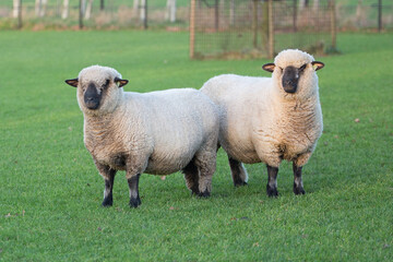 sheep grazzing in the field