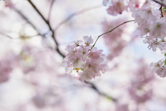 Sakura flower tree. Delicate branch in sunny day. Spring background. Tenderness concept. Pink flowers. High quality photo