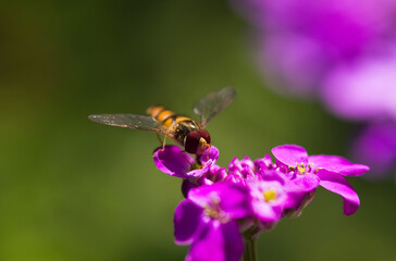 nahaufnahme schwebfliege auf einer lila blüte