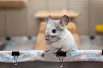 Chinchilla In Play