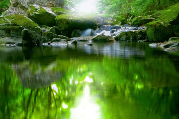 清流に映り込む緑の林