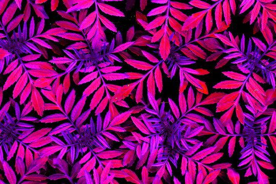 natural background with pink and red textured leaves, toned in red