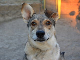 Portrait of a dog on a blurry background. Pets.
