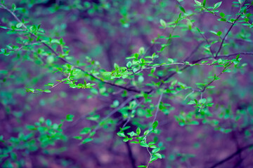 Young Spring Leaves.  Nature Spring and Summer background.