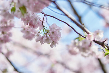 Sakura flower tree. Delicate branch in sunny day. Spring background. Tenderness concept. Pink flowers. High quality photo