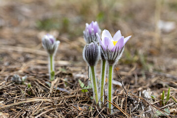 Spring flowers pulsatilla vernalis on a natural background, detailed macro view.