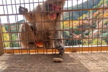 Japanese monkey begging for food in Arashiyama, Kyoto.