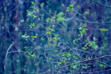 Young Spring Leaves.  Nature Spring and Summer background.