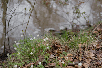 Snowdrops have small white flowers. Close-up Natural natural background. Spring has come concept
