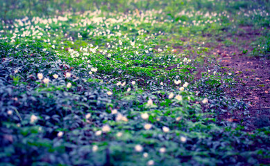 Snowdrops in the Forest. Spring Background with Blooming Flowers.