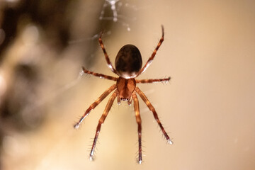 Linville Caverns Spider (Nesticus carolinensis)