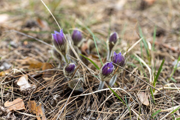 Spring flowers pulsatilla vernalis on a natural background, detailed macro view.