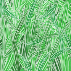 Leaf Dracaena style wallpaper image
