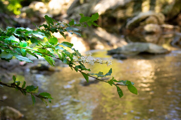 leaves on the water