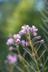pink or purple flowers in the forest