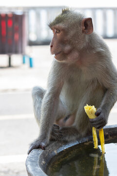 Monkeys