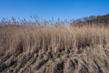 Obraz premium Long dry reeds with a blue sky in the background. Picture from Hamburgsund, Sweden