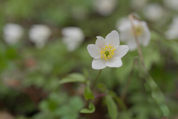 Snowdrops have small white flowers. Close-up Natural natural background. Spring has come concept