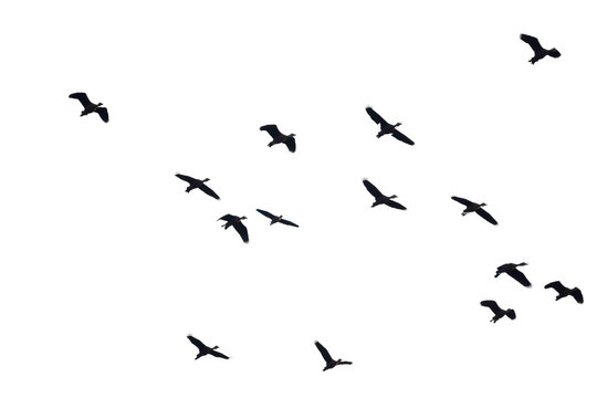 Flying birds