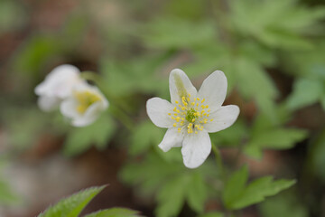 Snowdrops have small white flowers. Close-up Natural natural background. Spring has come concept