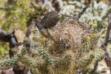 Cactus Wren (Campylorhynchus brunneicapillus) Tending Her Nest...the Cactus Wren is the Arizona...