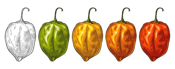 Whole red, green, orange, yellow pepper habanero. Vintage vector hatching - obrazy, fototapety, plakaty