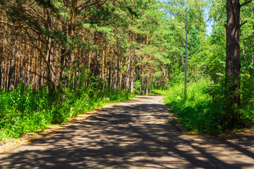 Walking road in the summer park. Rest in the woods in the fresh air