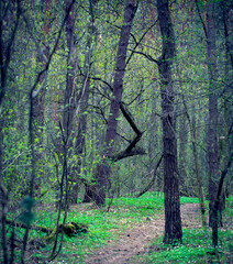 Spring Forest. Natural Background in Springtime.